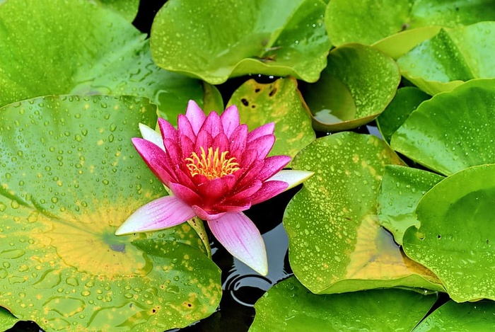 花，自然，植物，春天，植物，美，叶，花