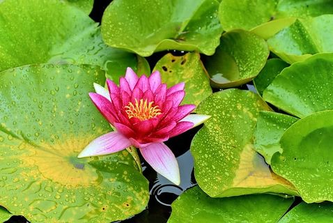 花，自然，植物，春天，植物，美，叶，花