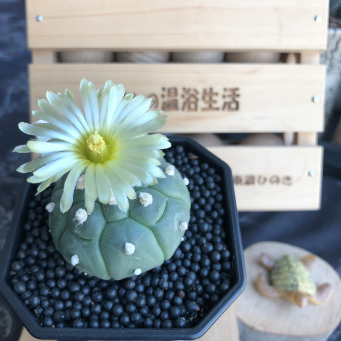 gig gogh，old，astro，花朵，新鲜度，开花植物，植物，特写