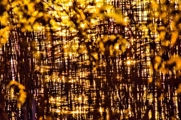 kent、stodmarsh、折射光、水、橙色、沼泽、芦苇、日落