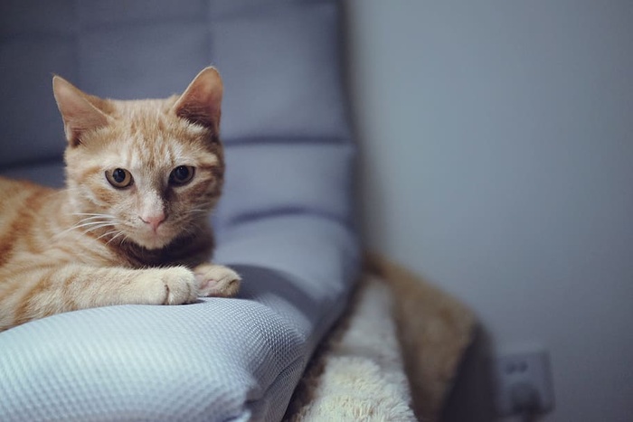 青色织物上的棕色和白色斑猫