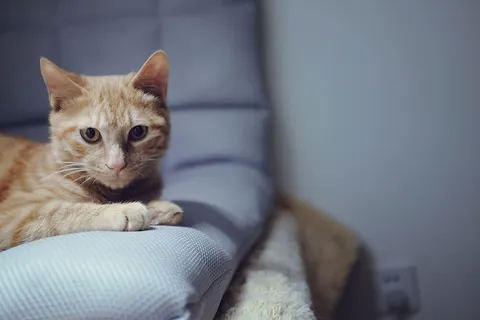青色织物上的棕色和白色斑猫 青色织物上的棕色和白色斑猫