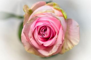 玫瑰，粉色，高贵，贺卡，鲜花，爱情，浪漫，浪漫