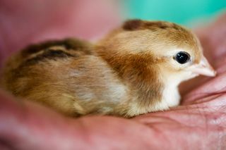 意大利, 帕特里卡, 手, 黄色, 小鸡, 婴儿, 动物主题, 动物