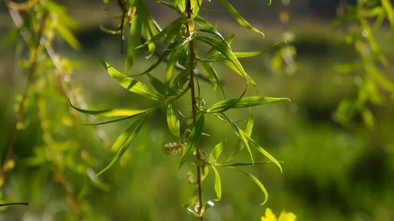 性质, 植物, 绿色, 传单, 树枝, 挂, 柳树, 绿色 性质, 植物, 绿色, 传单, 树枝, 挂, 柳树, 绿色
