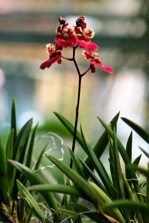 红色花瓣的花