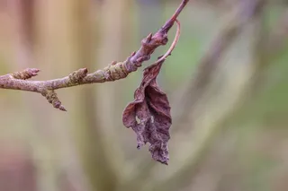 干燥、植物、叶子、树枝、死植物、自然、褪色、特写