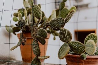 陶罐中的仙人掌