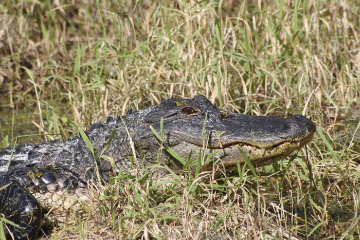 鳄鱼、自然、佛罗里达、爬行动物、鳄鱼、捕食者、动物、动物主题