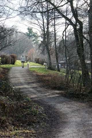 走开，人，女人，狗，散步，动物，人，去散步