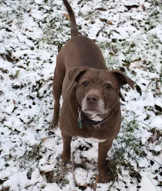 美国，橡树岭，动物，斗牛犬，棕色，狗，冬天，救援