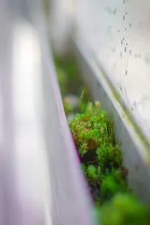 苔藓, 植物, 自然, 窗口, 绿色, 微型, 生活, 绿化 苔藓, 植物, 自然, 窗口, 绿色, 微型, 生活, 绿化