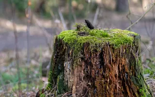 森林、树干、树木、树叶、垃圾、自然、绿色、公园