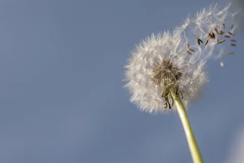 蒲公英的选择性聚焦摄影 蒲公英的选择性聚焦摄影