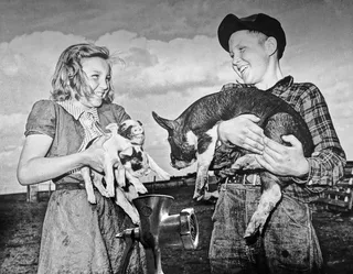 厨房，猪肉，肉，田地，熟食店，法国，两个人，团聚