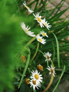 植物，雏菊，花，花，雏菊，花粉，草，绿色