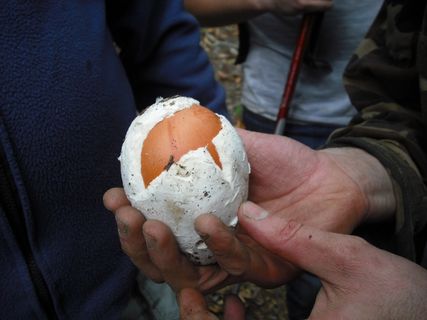 蘑菇，森林，真菌，牛肝菌王，山，自然，上游，山脉