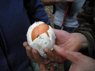 蘑菇，森林，真菌，牛肝菌王，山，自然，上游，山脉