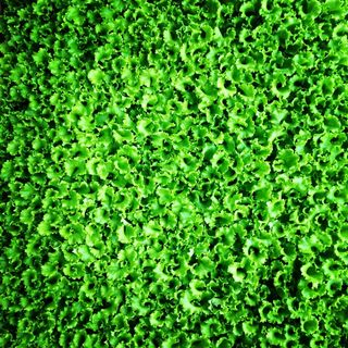 生菜，幼树，绿色，沙拉，绿色，全框架，生长，背景