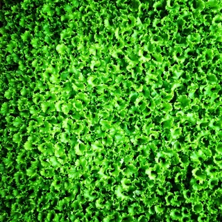 生菜，幼树，绿色，沙拉，绿色，全框架，生长，背景