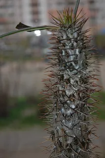 仙人掌,盆花,窗台花,室内植物,植物,关注前景,生长,自然 仙人掌,盆花,窗台花,室内植物,植物,关注前景,生长,自然