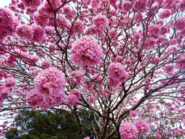 樱花树，叶ê，叶ê-玫瑰，叶ê-紫色，冬季，自然，花朵，花朵玫瑰