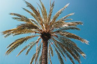 绿色和棕色的树