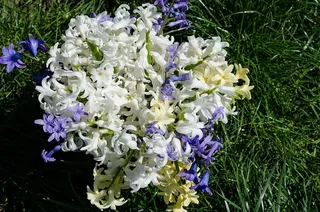 花，春天，自然，春天的花，花，植物，花束，开花植物