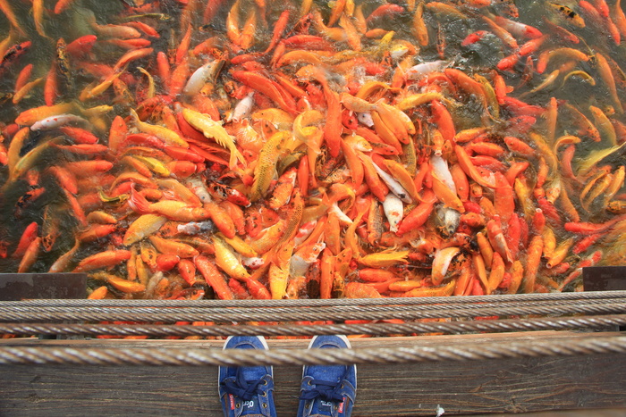 锦鲤鱼，鱼，池塘，水，鲤鱼，日本人，运气，运气