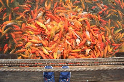 锦鲤鱼，鱼，池塘，水，鲤鱼，日本人，运气，运气