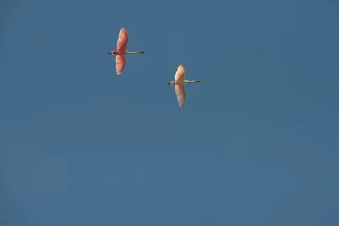 飞行，飞行，鸟，鸟，飞行的鸟，dom，野生动物，飞行