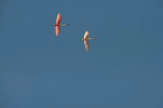 飞行，飞行，鸟，鸟，飞行的鸟，dom，野生动物，飞行