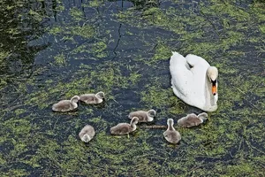 英国，科特格雷夫，科特格雷夫郊野公园，毛茸茸的，鸟，天鹅，婴儿，鸟类