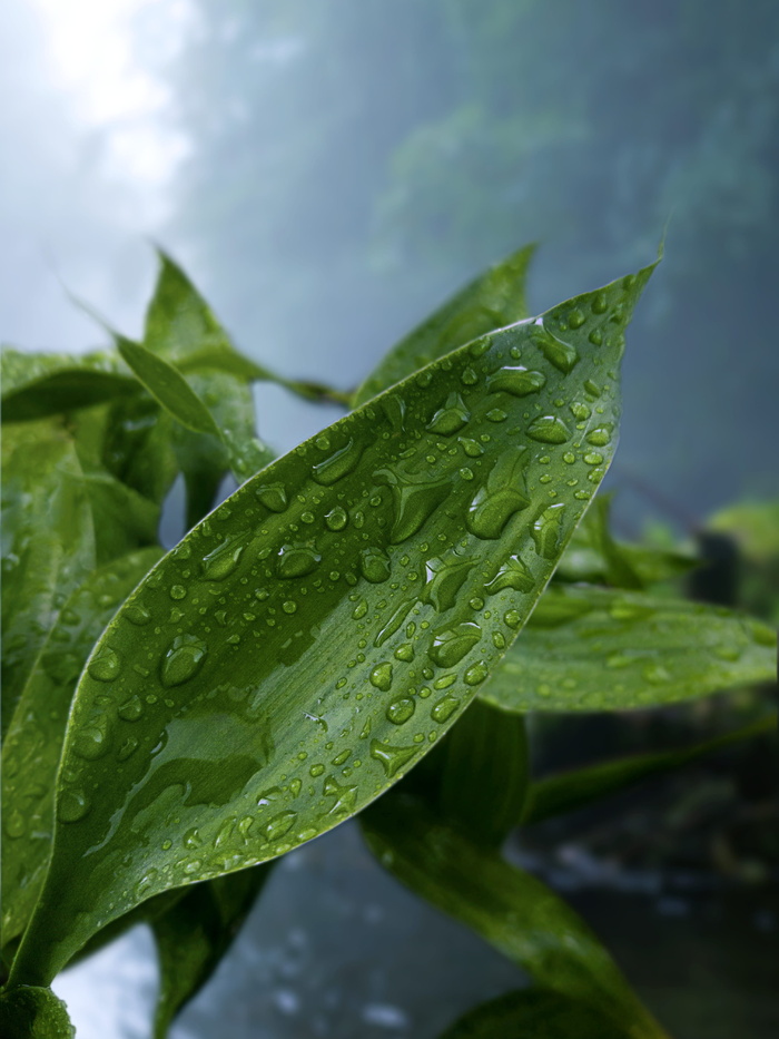 带水滴的绿叶植物