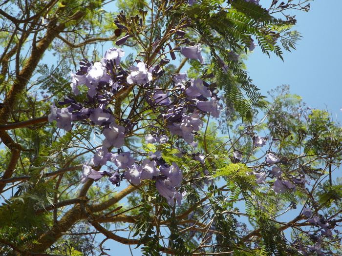 jacaranda，树，开花，开花，花，异国情调，辉煌，轻微