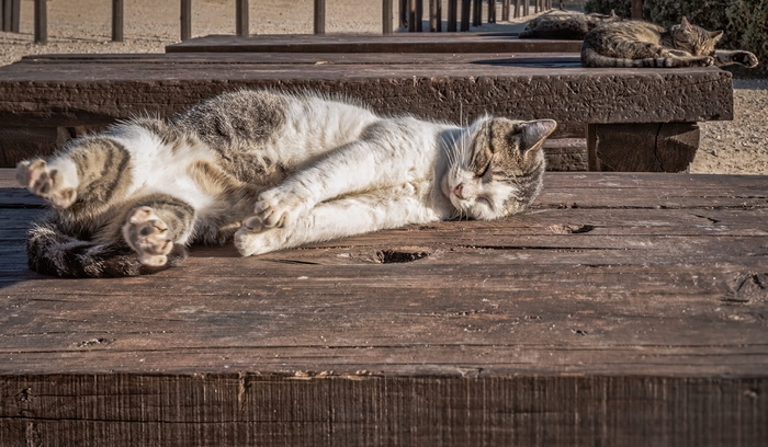 猫，日光浴，小猫，小猫，休息，睡眠，宠物，动物