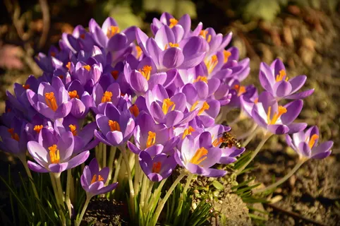 番红花、早熟花、花朵、紫罗兰、春天、弗林桑芳、春天的预兆、弗洛拉 番红花、早熟花、花朵、紫罗兰、春天、弗林桑芳、春天的预兆、弗洛拉