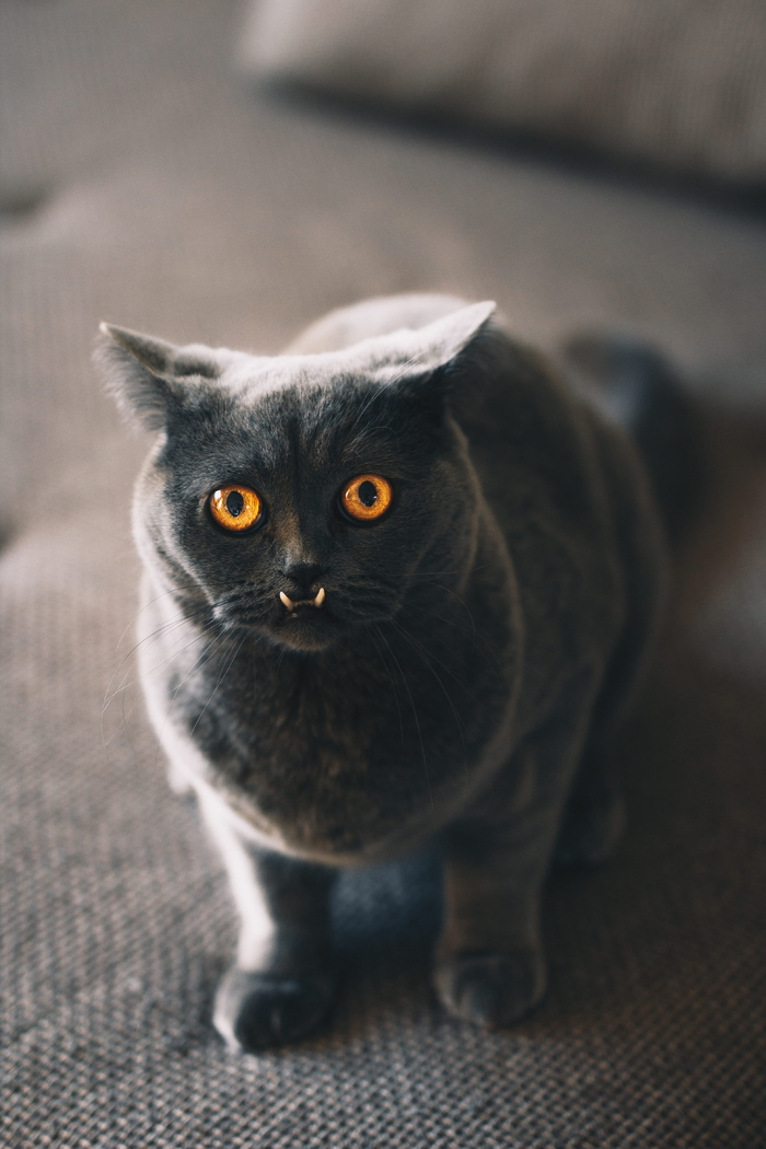 灰色坐垫上的俄罗斯蓝猫