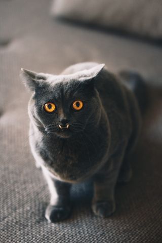 灰色坐垫上的俄罗斯蓝猫