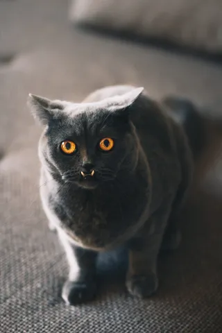 灰色坐垫上的俄罗斯蓝猫