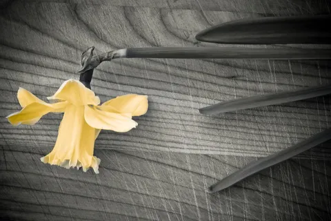 花，春天，水仙花，黄花，植物，自然，开花，黄色