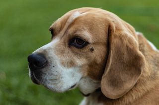 猎犬，狗，哺乳动物，动物，宠物，狗，小猎犬，口鼻