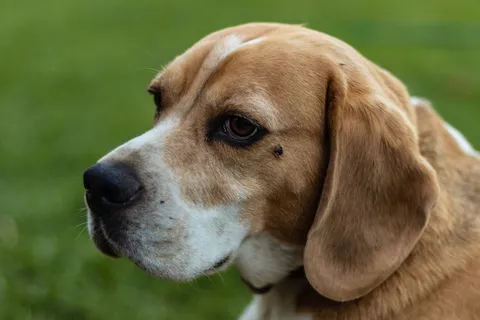 猎犬,狗,哺乳动物,动物,宠物,狗,小猎犬,口鼻 猎犬,狗,哺乳动物,动物,宠物,狗,小猎犬,口鼻