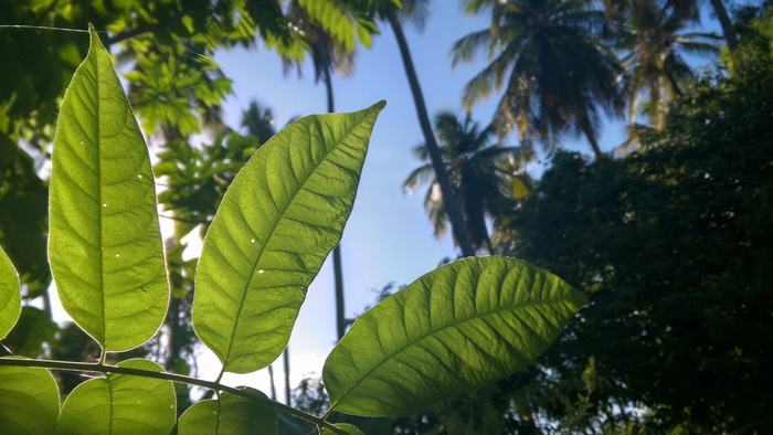 哇，太阳，绿色，植物，早晨，光，阳光，树叶