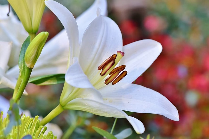 百合，开花，开花，百合，雄蕊，雌蕊，开花，春天