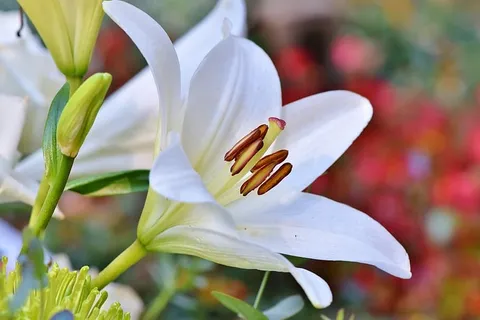 百合,开花,开花,百合,雄蕊,雌蕊,开花,春天 百合,开花,开花,百合,雄蕊,雌蕊,开花,春天