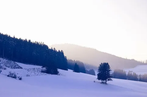 树,山坡,覆盖,雪,白天,雪地,山,树 树,山坡,覆盖,雪,白天,雪地,山,树