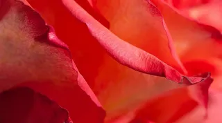 特写，照片，红色，花瓣，花瓣，花朵，花朵，特写