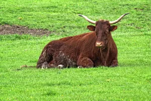 牛肉、牲畜、牛角、农业、草地、关切、自然、牧场