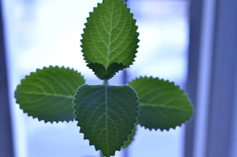 植物, 叶, 静脉, 绿色, 玫瑰, 鲜花, 光, 春天 植物, 叶, 静脉, 绿色, 玫瑰, 鲜花, 光, 春天